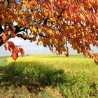 Szenen eines Herbstes - Unterm Kirschbaum