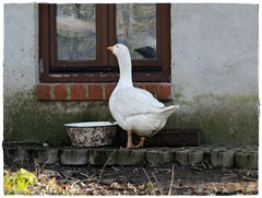 Szenen vom Bauernhof