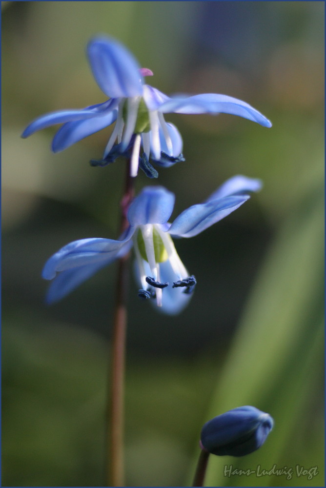Szilla Foto & Bild pflanzen, pilze & flechten, blüten