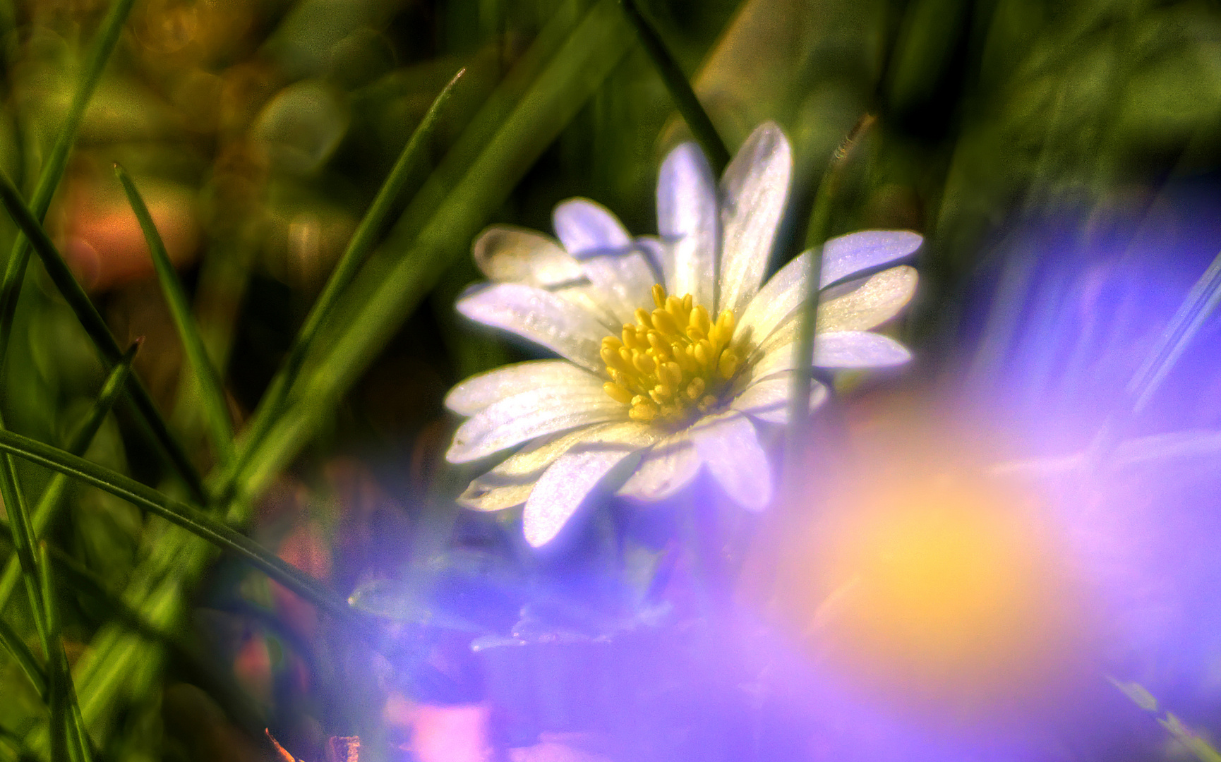 Szilla weiß und blau