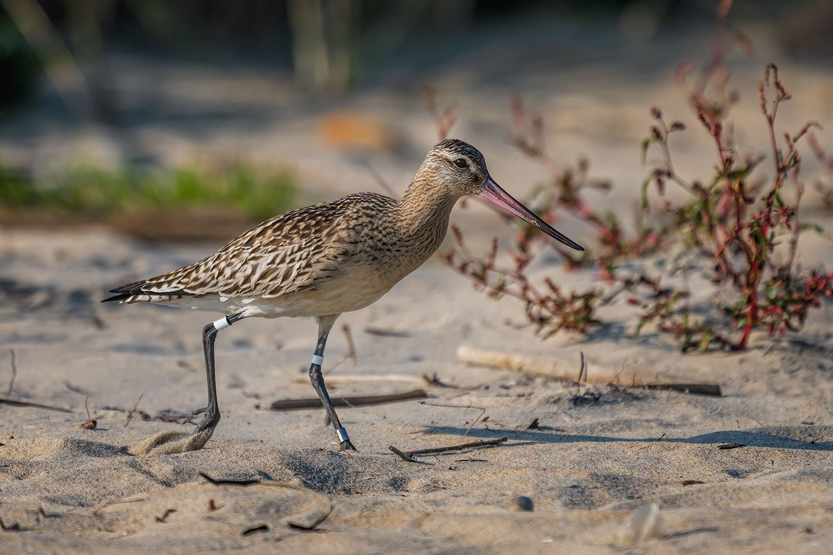 Szlamnik (Limosa lapponica)