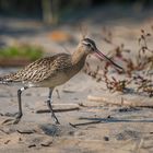 Szlamnik (Limosa lapponica)