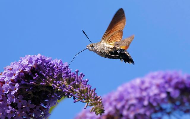 T A U B E N S C H W Ä N Z C H E N