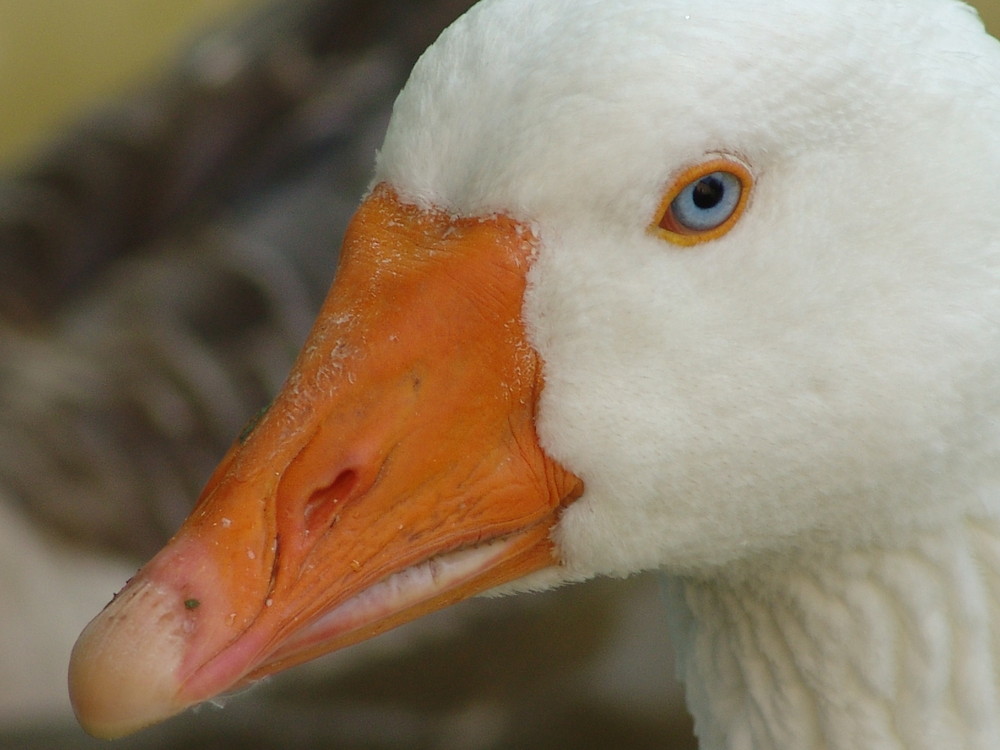 T as de beaux yeux le cygne