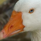 T as de beaux yeux le cygne