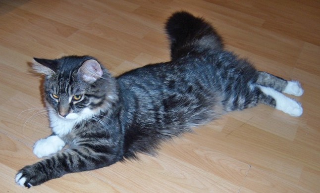 T-Bag Maine Coon Kater