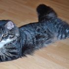 T-Bag Maine Coon Kater