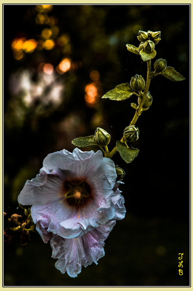 T comme ... rose Trémière