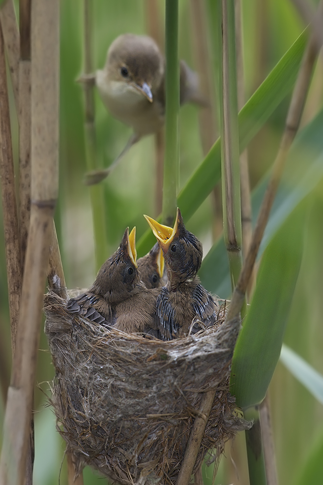 T E I C H R O H R S A N G E R Foto Bild Tiere Wildlife Wild Lebende Vogel Bilder Auf Fotocommunity