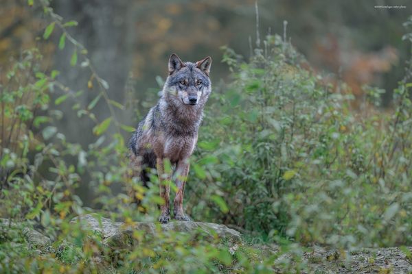 „ t e n , k d o .  ž i j e . v . t a j n o s t i “