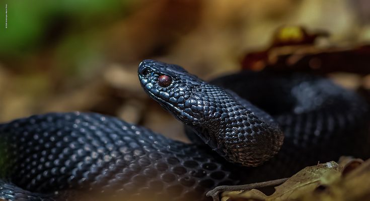 „ t h e . B L A C K .  A d d e r . o f . t h e . B L A C K . F o r e s t “