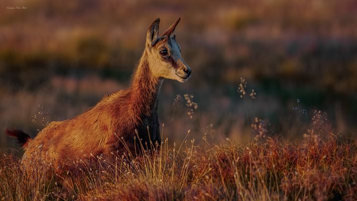 _ t h e _ f i r s t _ l i g h t _