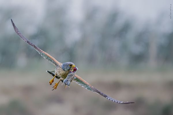 „ t h e . t r a n s p o r t e r “