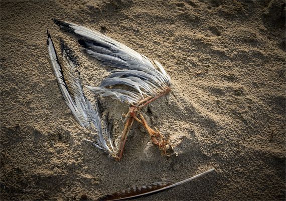 T R A U M - F A E N G E R ?