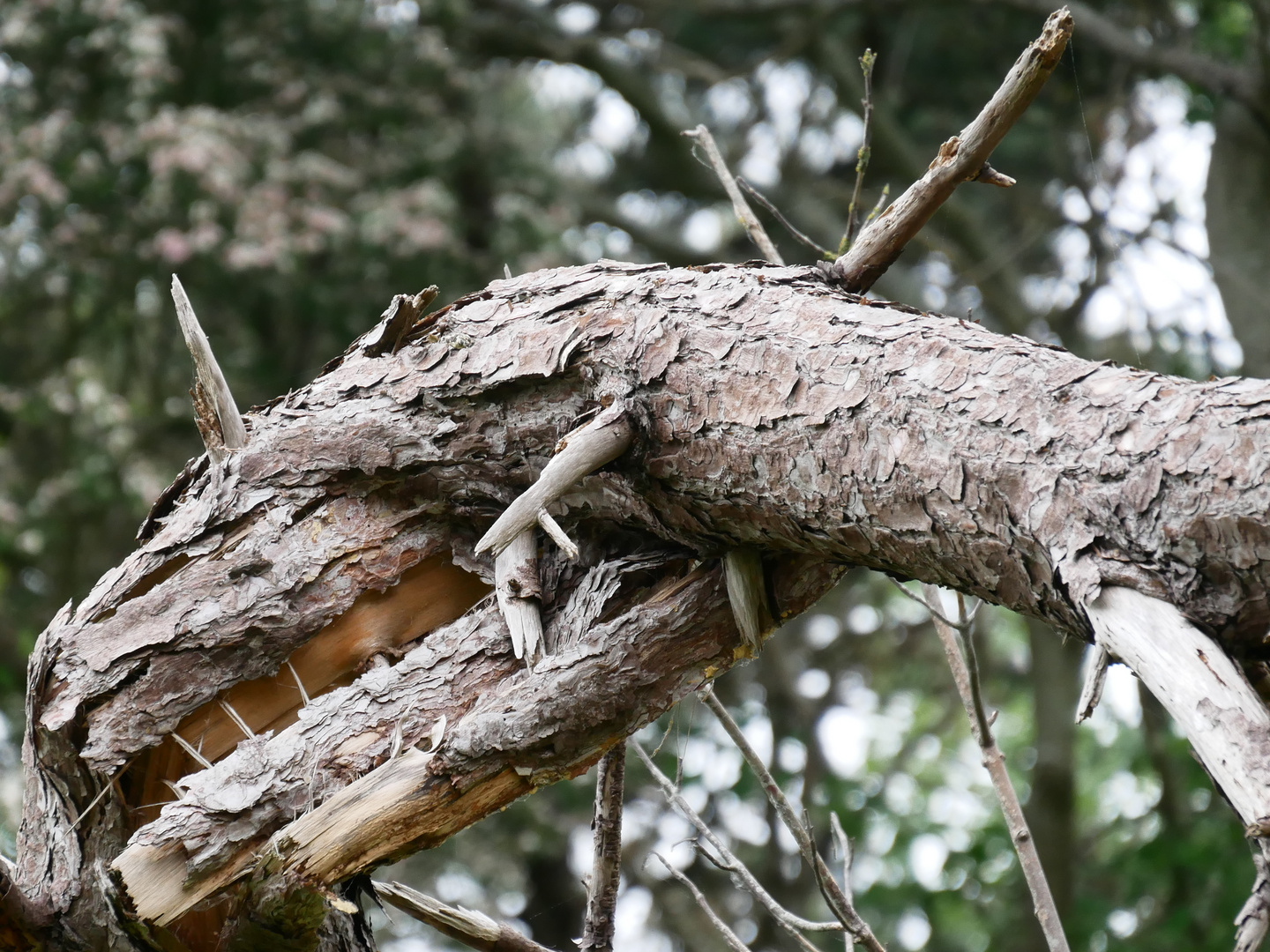 T- Rex, De Haan 2019 05 20 032