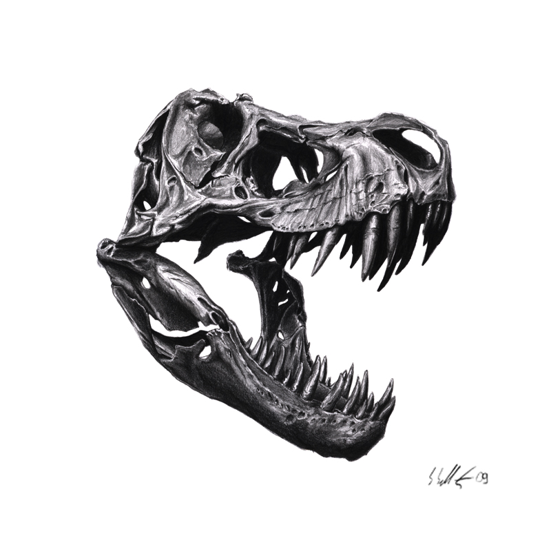 T-Rex Schädel