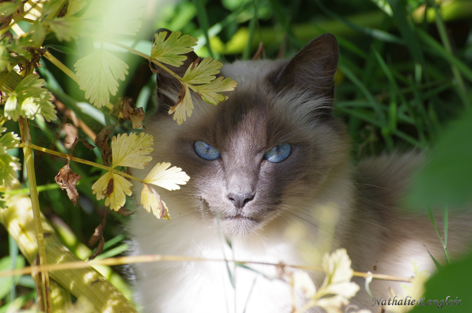 Ta de beaux yeux !