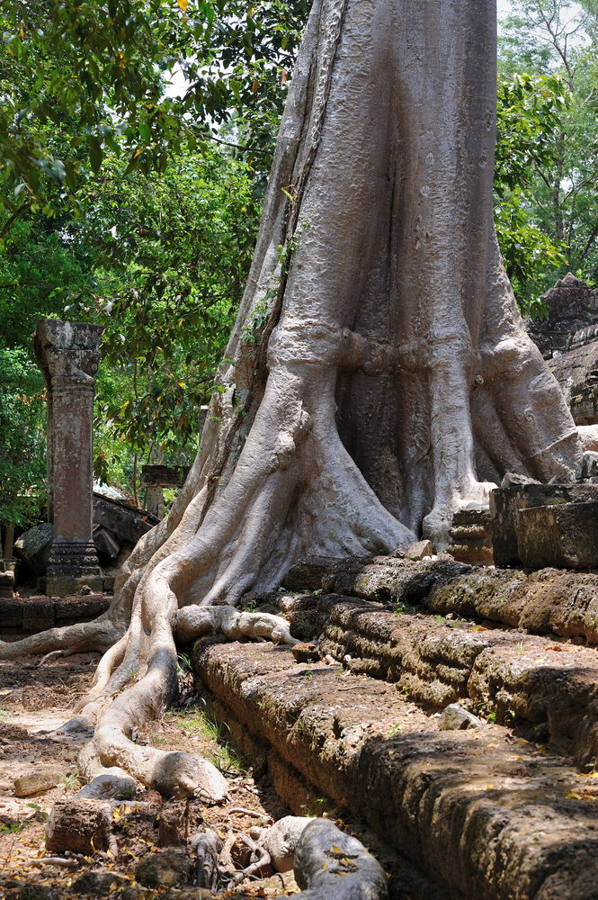 Ta Nei Temple 06