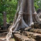 Ta Nei Temple 06