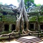 Ta Phrom,Angkor Wat