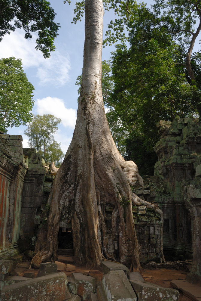 Ta Prohm 01