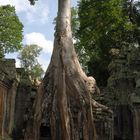 Ta Prohm 01