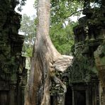 Ta Prohm 02