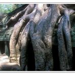 Ta Prohm