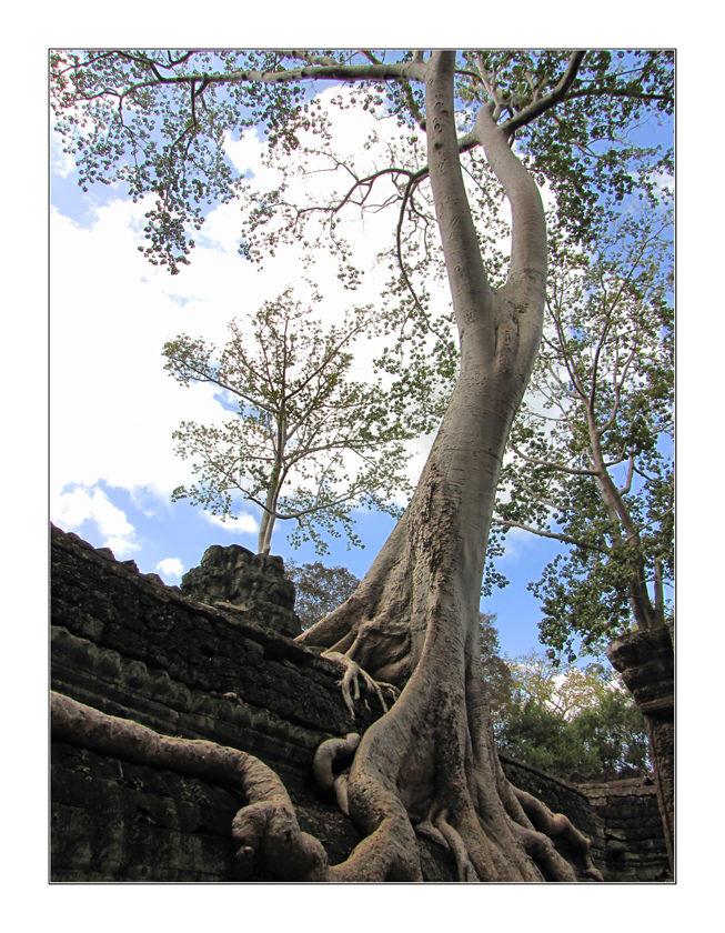 Ta Prohm 2