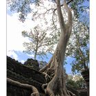 Ta Prohm 2