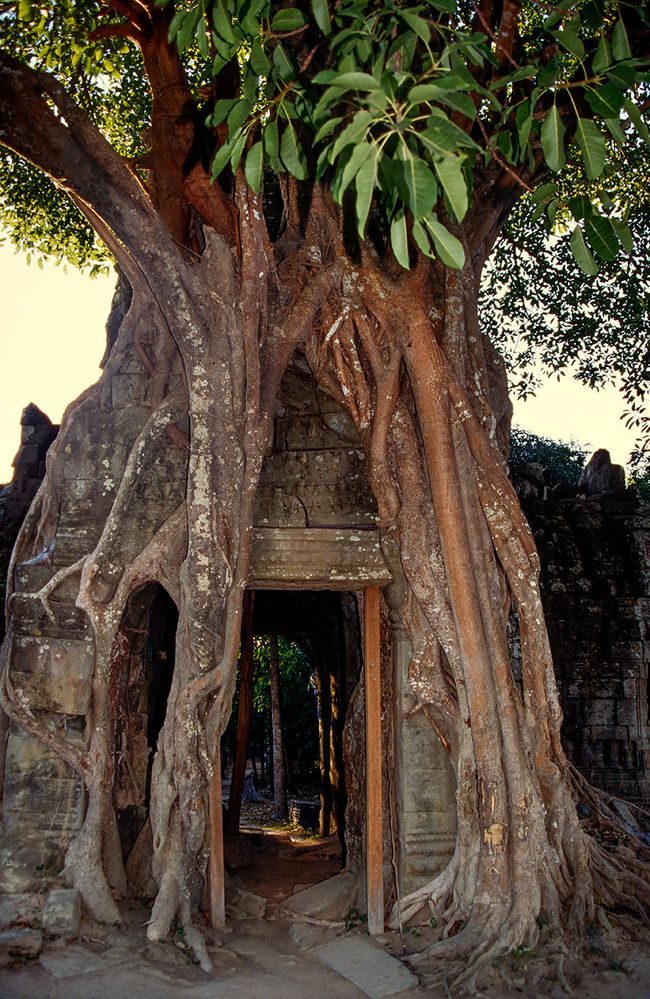 Ta Prohm #2