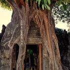 Ta Prohm #2