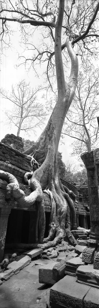 Ta Prohm 2