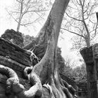 Ta Prohm 2