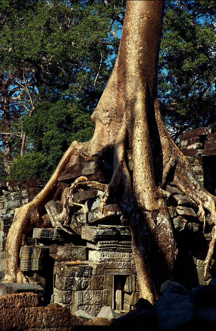 Ta Prohm 3