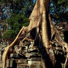 Ta Prohm 3