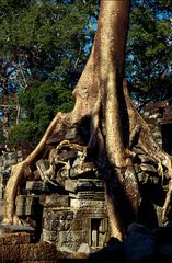 Ta Prohm 3