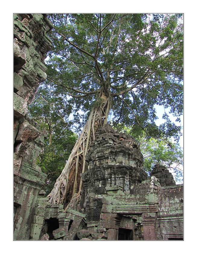 Ta Prohm 3