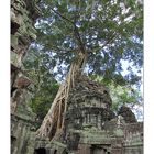 Ta Prohm 3