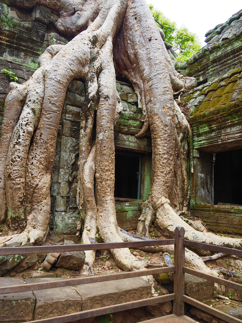 Ta Prohm