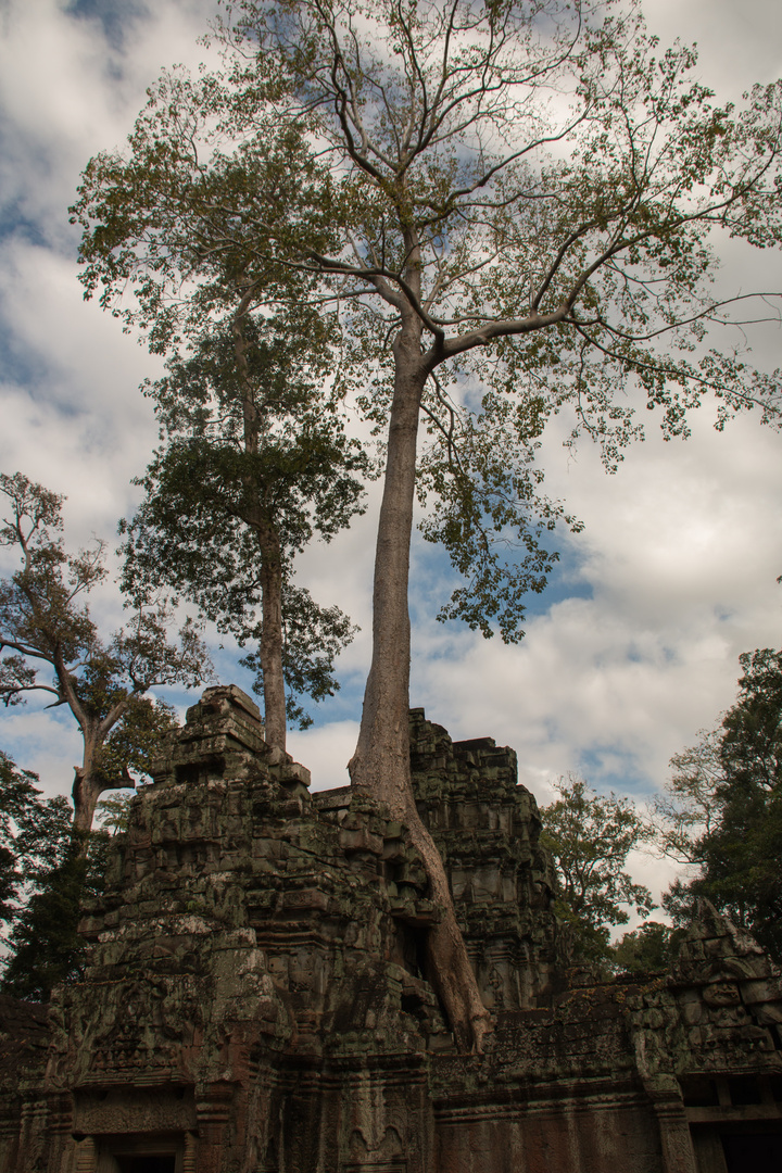 Ta Prohm