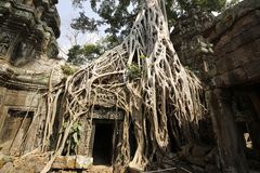 Ta Prohm