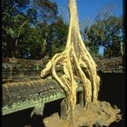 Ta Prohm