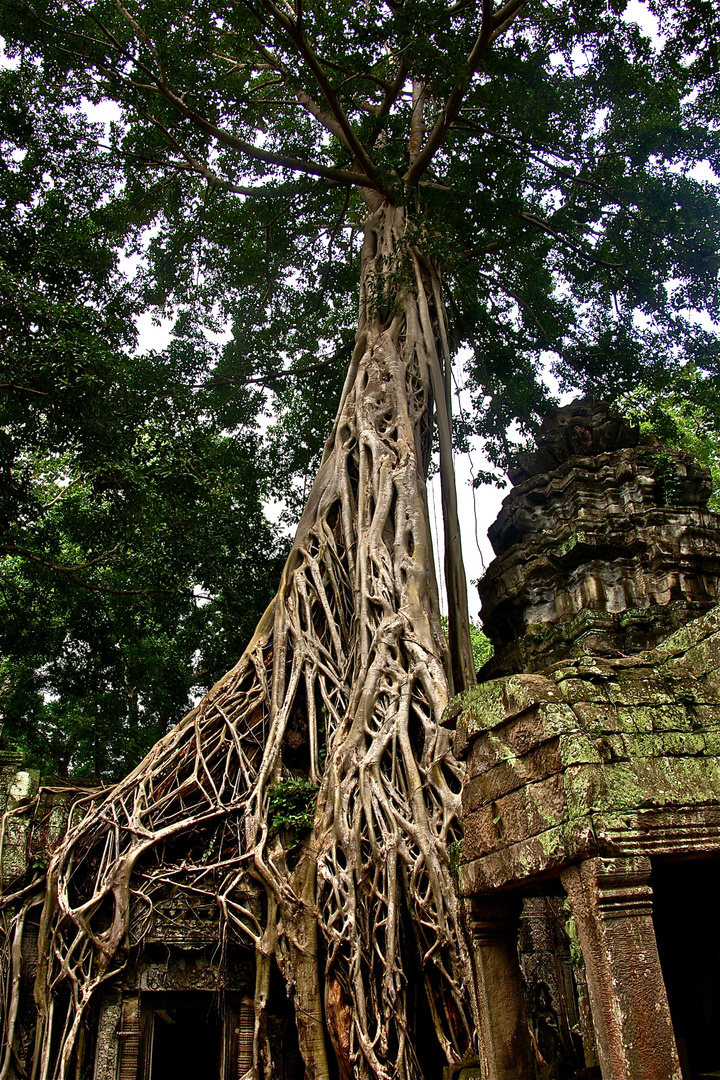 ta prohm