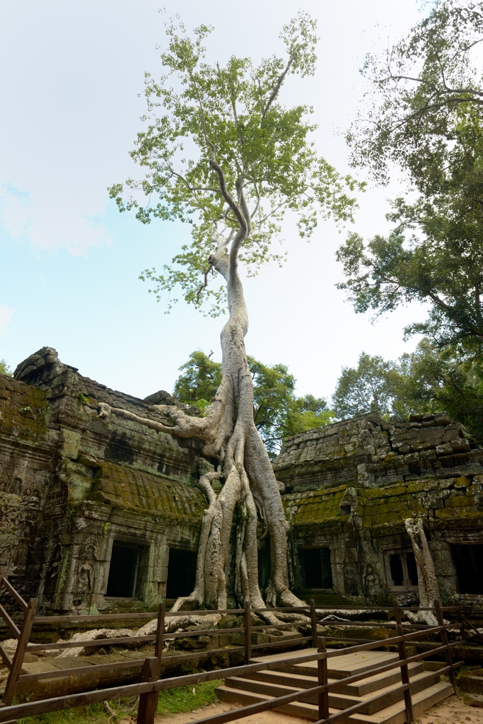 Ta Prohm