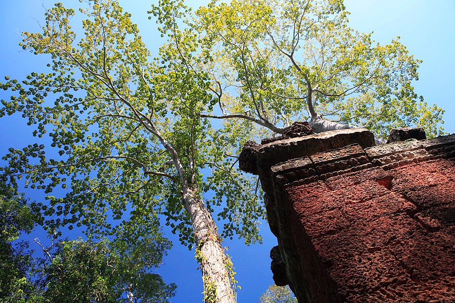 : Ta Prohm - Angkor 2 :