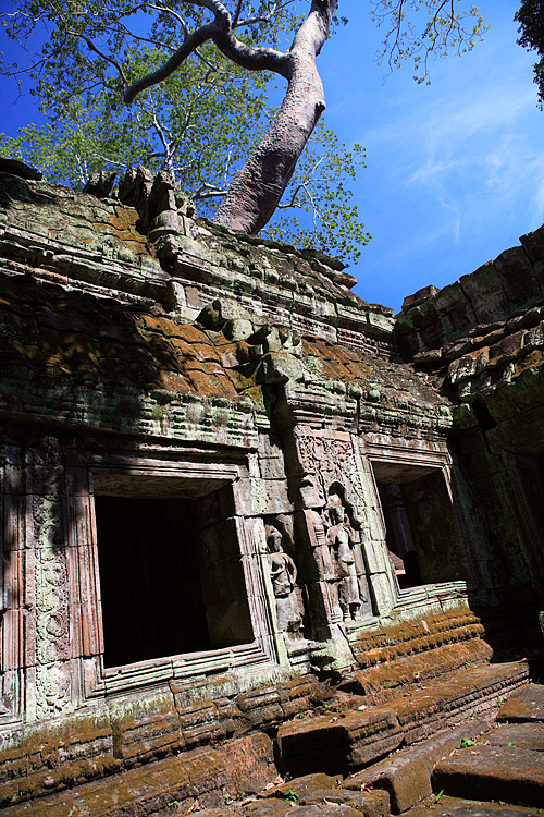 : Ta Prohm - Angkor :