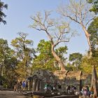 Ta Prohm - Anziehungspunkt am fühen Morgen