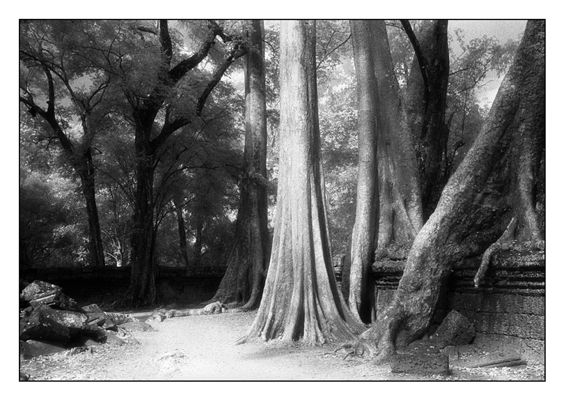 Ta Prohm