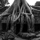 Ta Prohm... 